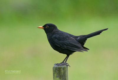 Merel - Blackbird - Turdus merula