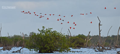 Rode Ibis - Scarlet ibis - Eudocimus ruber