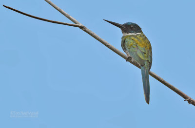 Bronskleurige Glansvogel - Bronzy jacamar - Galbula leucogastra