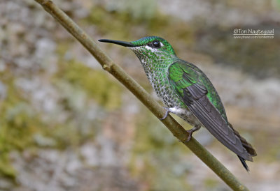 Groenkruinbriljantkolibrie - Green-crowned Brilliant - Heliodoxa jacula