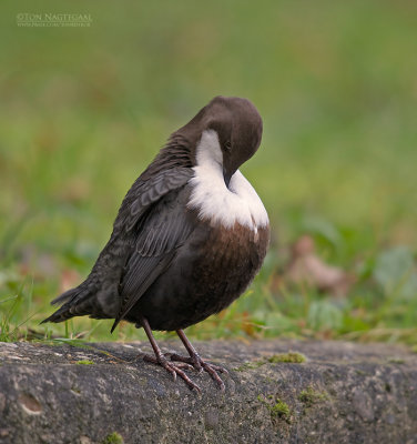 Waterspreeuw - Dipper - Cinclus cinclus