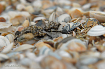 Kleine Plevier - Little Ringed Plover - Charadrius dubius