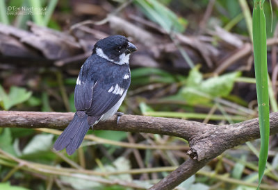 Bont dikbekje - Wing-barred Seedeater - Sporophila americana