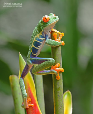 Roodoogmakikikker - Red-eyed Tree Frog - Agalychnis callidryas