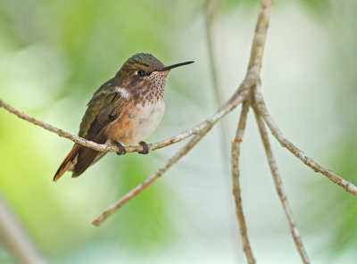 Fonkelende Kolibrie - Scintillant Hummingbird - Selasphorus scintilla