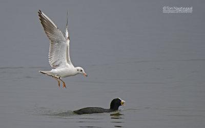 Kokmeeuw - Black-headed gull - Larus ridibundus and  Meerkoet - Coot - Fulica atra