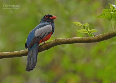 Massenas trogon - Slaty-tailed Trogon - Trogon massena hoffmanni