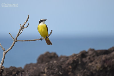 Grote kiskadie - Great Kiskadee - Pitangus sulphuratus