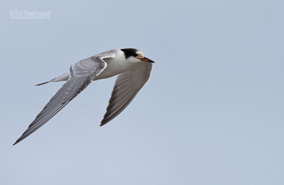 Visdief - Common tern - Sterna hirundo