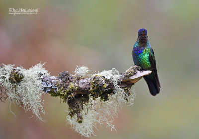 Irazu-kolibrie - Fiery-Throated Hummingbird - Panterpe insignis