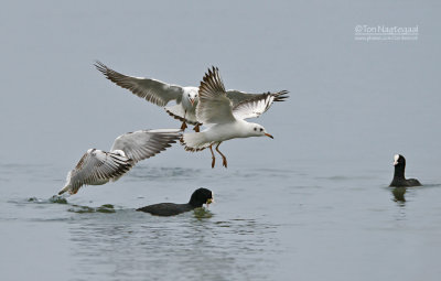 Kokmeeuw - Black-headed gull - Larus ridibundus and Meerkoet - Coot - Fulica atra 