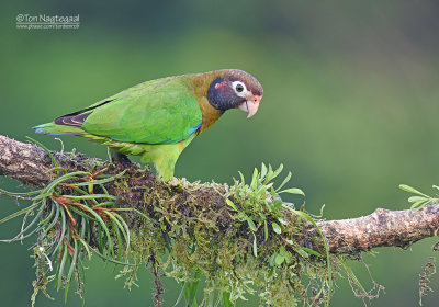 Roodoorpapegaai  - Brown-hooded Parrot - Pyrilia haematotis