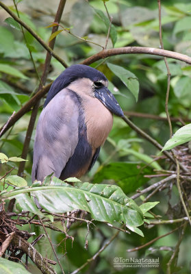 Schuitbekreiger - Boat-billed Heron - Cochlearius cochlearius