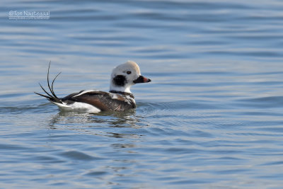 IJseend - Long-tailed duck - Clangula hyemalis