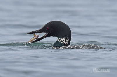 IJsduiker - Great Northern Loon - Gavia immer