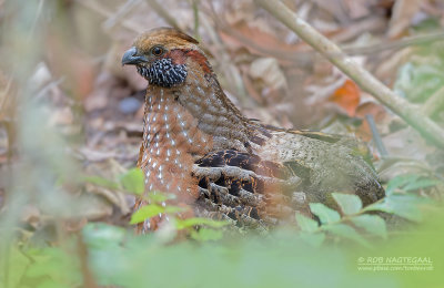 Gevlekte Tandkwartel - Spotted Wood-Quail - Odontophorus guttatus