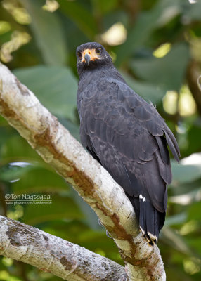 Pacifische Zwarte Buizerd - Mangrove Black-Hawk - Buteogallus subtilis