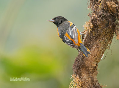 Baltimoretroepiaal - Baltimore Oriole - Icterus galbula