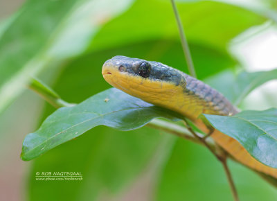 Bird-eating Snake - Pseustes poecilonotus