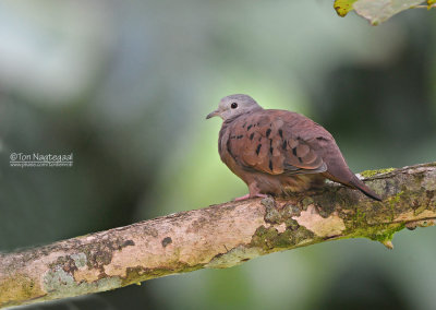 Steenduif - Ruddy Ground Dove - Columbina talpacoti