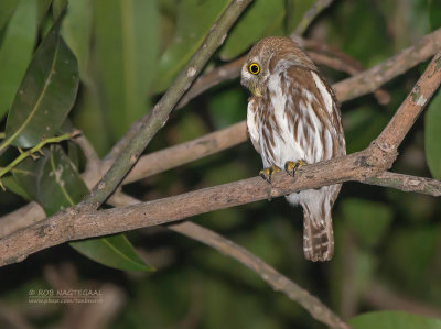 Magelhaendwerguil - Ferruginous Pygmy-Owl - Glaucidium brasilianum ridgwayi