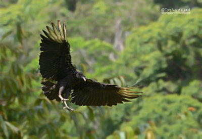 Zwarte Gier - Black Vulture - Coragyps atratus