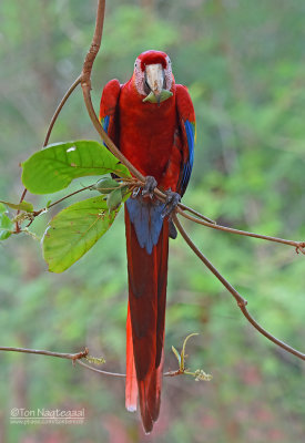 Geelvleugelara - Scarlet Macaw - Ara macao