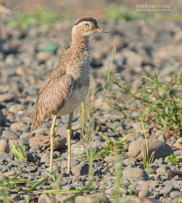 Caribische Griel - Double-striped Thick-knee - Burhinus bistriatus bistriatus