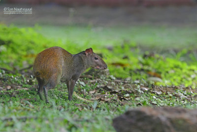 Goudagoeti - Red-rumped agouti - Dasyprocta leporina