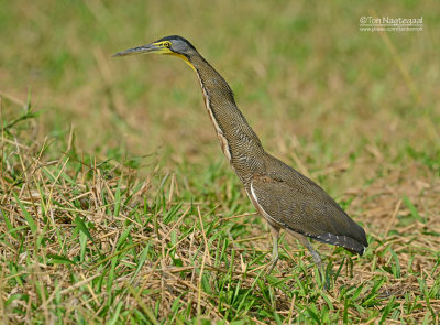 Mexicaanse tijgerroerdomp - Bare-throated Tiger-Heron - Tigrisoma mexicanum