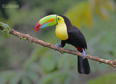 Zwavelborsttoekan - Keel-billed Toucan - Ramphastos sulfuratus