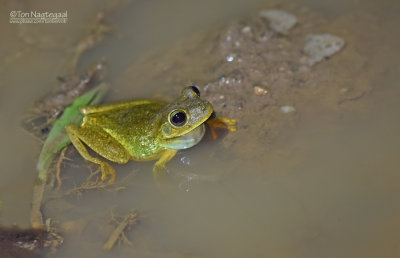 Emerald Eyed Treefrog - Hypsiboas Crepitans 
