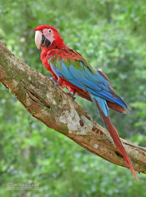 Groenvleugelara - Red-and-green Macaw - Ara chloropterus 