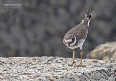 Bontbekplevier - Ringed plover - Charadrius hiaticula