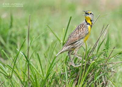Witkaakweidespreeuw - Eastern Meadowlark - Sturnella magna alticola