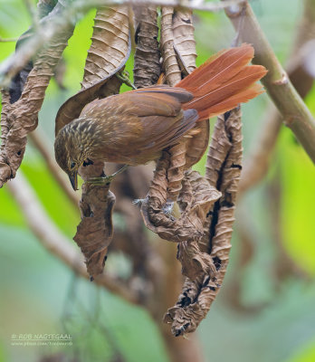 Gestreepte Bladspeurder - Lineated Foliage-gleaner - Syndactyla subalaris lineata