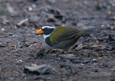 Goudsnavelgors - Orange-billed Sparrow - Arremon aurantiirostris