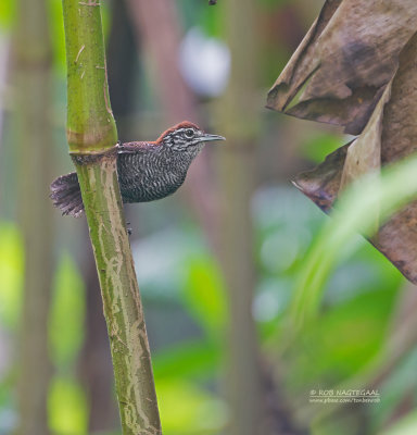 Oeverwinterkoning - Riverside Wren - Cantorchilus semibadius