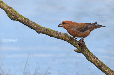 Grote kruisbek - Parrot Crossbill - Loxia pytyopsittacus