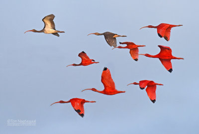 Rode Ibis - Scarlet ibis - Eudocimus ruber