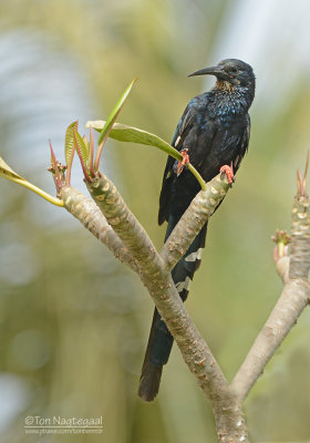 Groene kakelaar - Green Wood-hoopoe - Phoeniculus purpureus