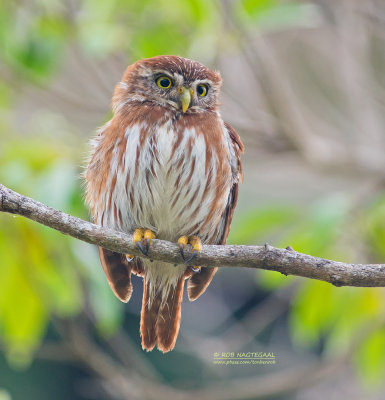 Magelhaendwerguil - Ferruginous Pygmy-Owl - Glaucidium brasilianum ridgwayi