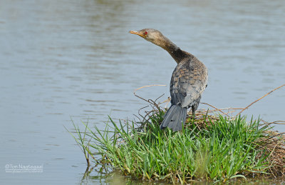 Afrikaanse dwergaalscholver - Long-tailed Cormorant - Microcarbo africanus
