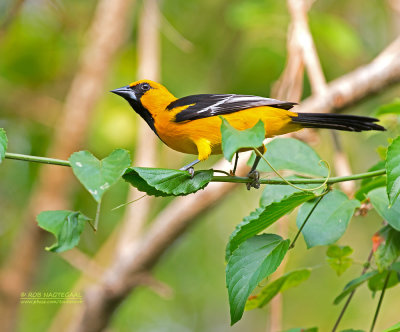 Altamiratroepiaal - Altamira Oriole - Icterus gularis