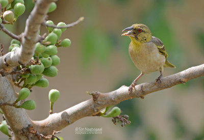 Grote textorwever - Village Weaver - Ploceus cucullatus