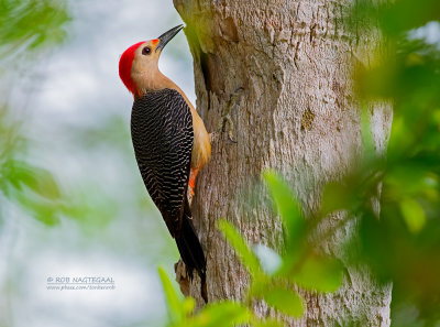 Velasquez' specht - Velasquez's Woodpecker    Melanerpes santacruzi dubius