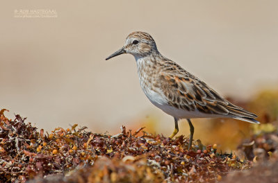 Stints and Sandpipers