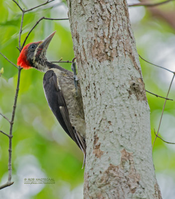 Gestreepte Helmspecht - Lineated Woodpecker - Dryocopus lineatus similis