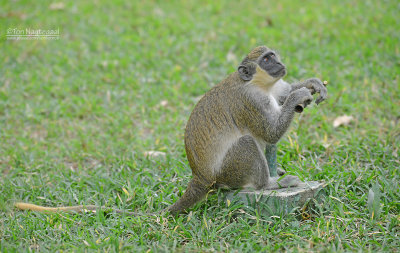 Geelgroene meerkat - Green monkey - Chlorocebus sabaeus