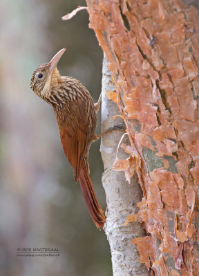 Ivoorsnavelmuisspecht - Ivory-billed Woodcreeper - Xiphorhynchus flavigaster yucatanensis